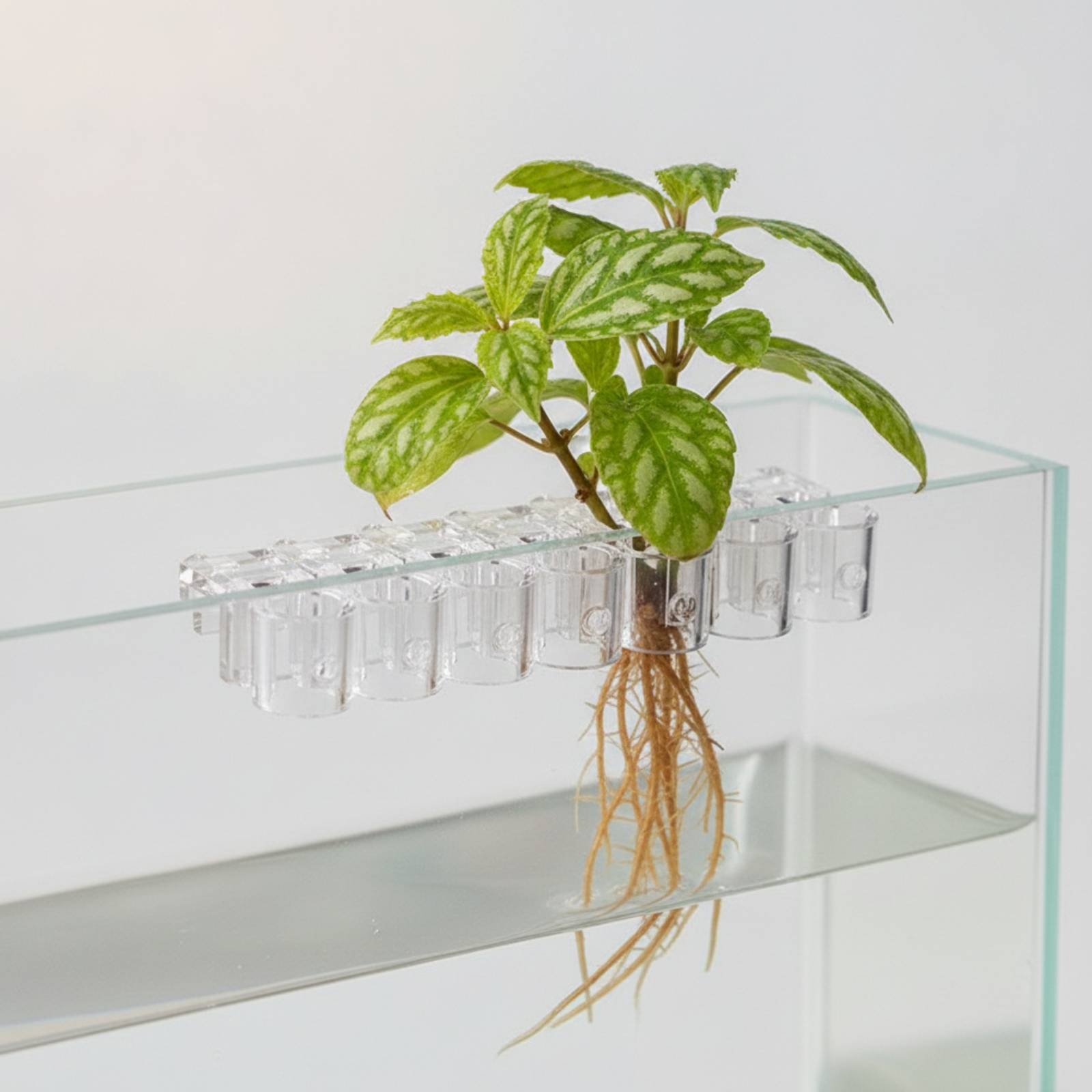 6 Buah Penjepit Penyangga Hidr - Aquarium Planted ulasan dan harga