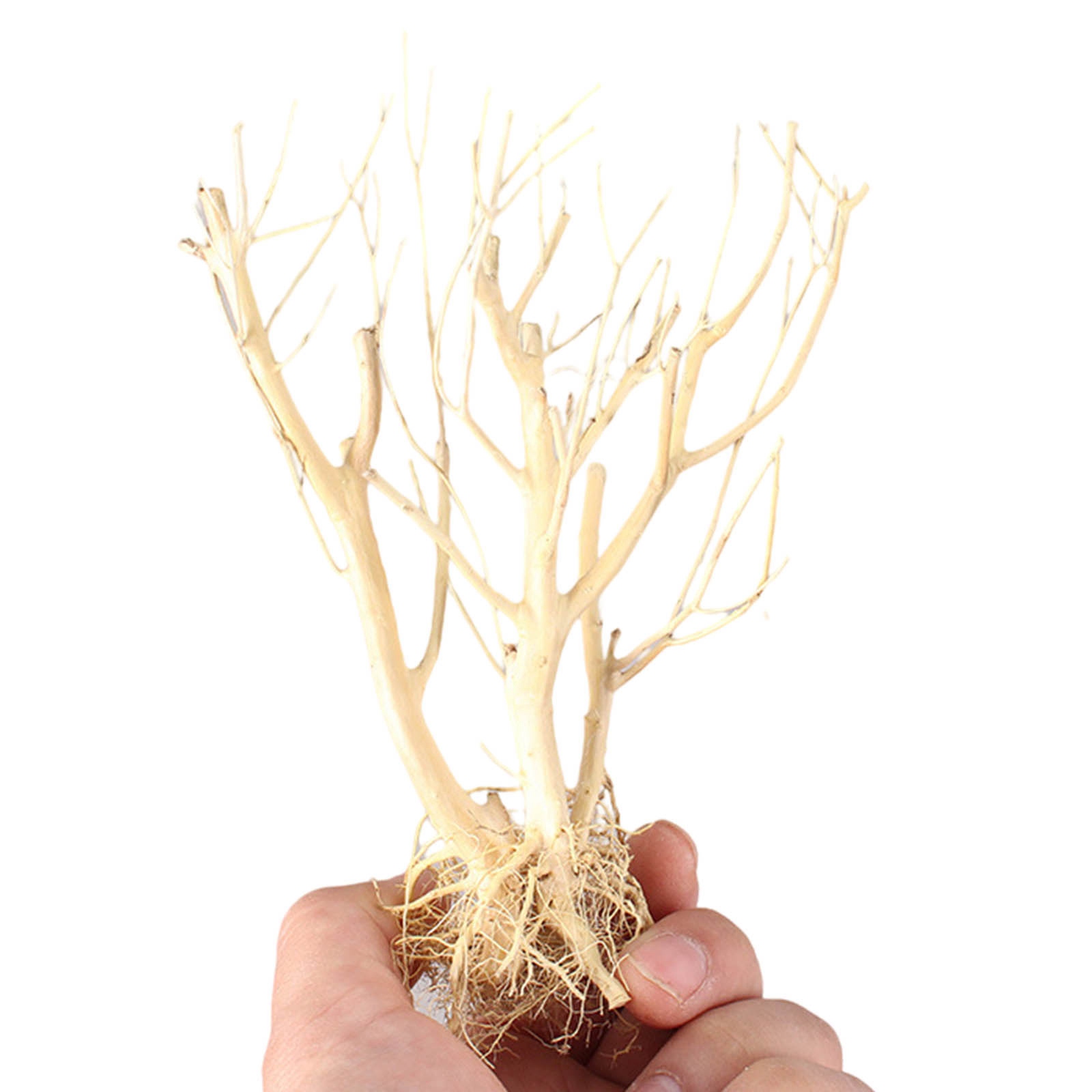 Ornamen Akuarium Kayu Apung DI - Aquarium Plant On Wood ulasan dan harga