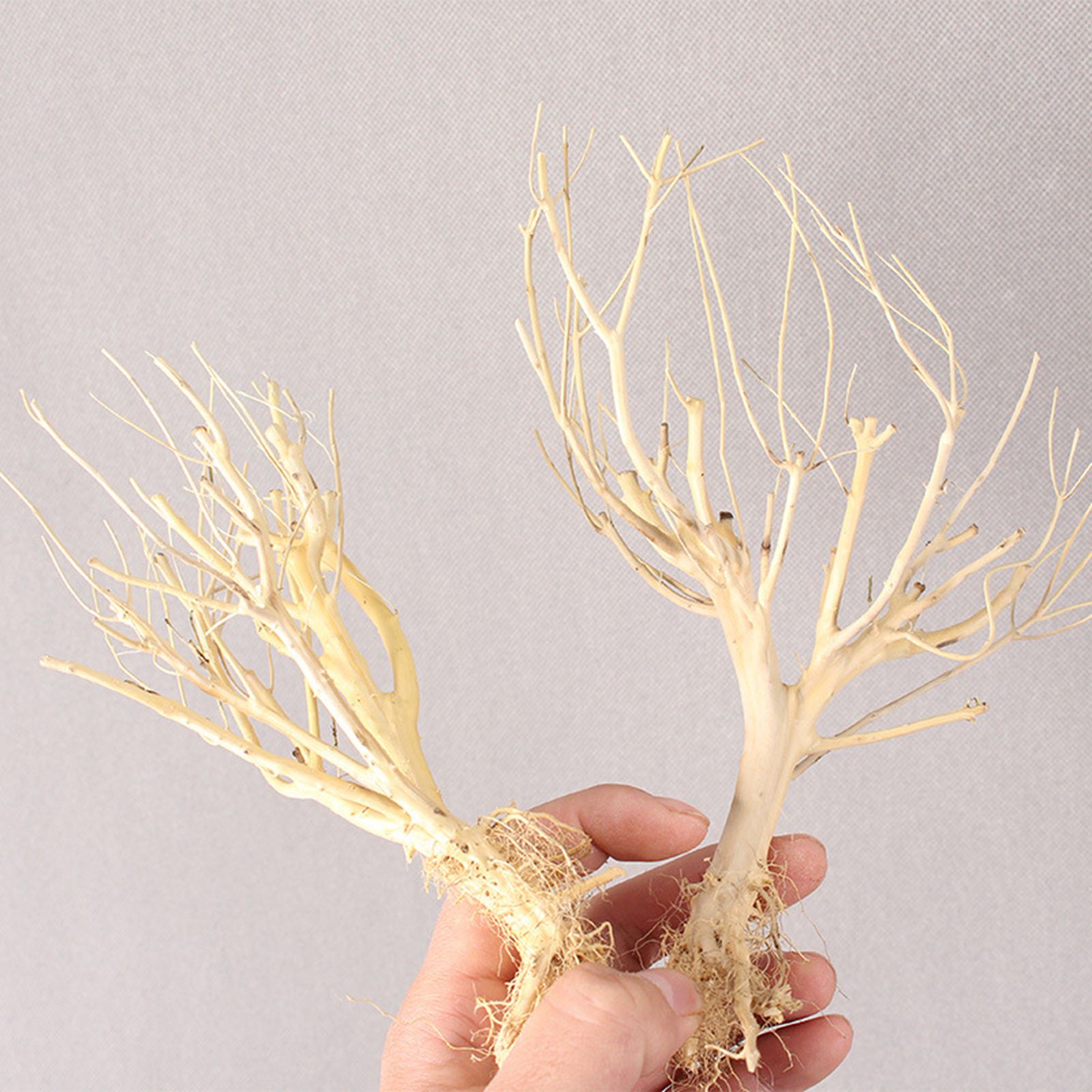 Ornamen Akuarium Kayu Apung DI - Aquarium Plant On Wood ulasan dan harga