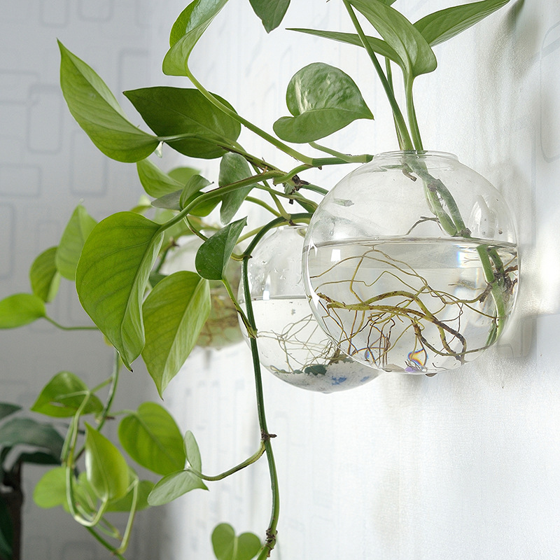 Akuarium Akrilik Gantung Dindi - Planted Aquarium Bowl ulasan dan harga
