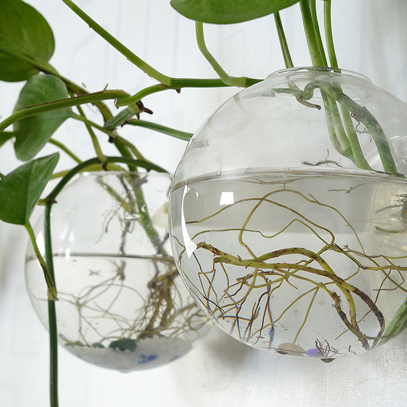 Akuarium Akrilik Gantung Dindi - Planted Aquarium Bowl ulasan dan harga
