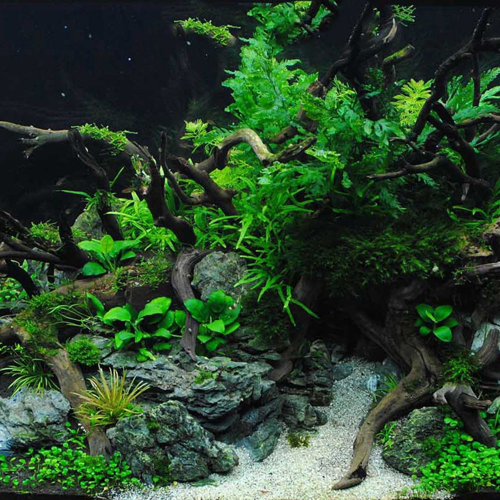 Kayu N1N Dekorasi Akuarium Lan - Aquarium Planted Wood ulasan dan harga