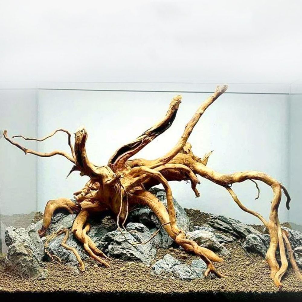 Pohon alami dekorasi akuarium  - Aquarium Planted Wood ulasan dan harga