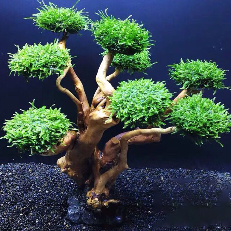 Aksesori Kerangka Pohon Lumut  - Aquarium Planted Wood ulasan dan harga